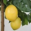 Citronnier - Citrus Limon Lemox -Plantes De Jardin citrus limon lemox 87039 1