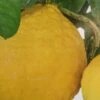Citrus Lipo - Citrus Limon X Citrus Paradisi 1 Citrus Lipo - Citrus Limon X Citrus Paradisi -Plantes De Jardin citrus lipo citrus limon x citrus paradisi 87040 1