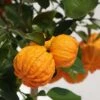 Oranger Corrugata - Citrus Sinensis X Aurantium -Plantes De Jardin citrus sinensis x aurantium 87044 4