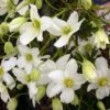 Clématite - Clematis Avalanche® -Plantes De Jardin clematis avalanche 681431 3