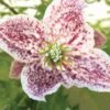 Clématite - Clematis Cirrhosa Freckles -Plantes De Jardin clematis cirrhosa freckles 771570 1