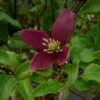 Clématite - Clematis Cirrhosa Lansdowne Gem 1 Clématite - Clematis Cirrhosa Lansdowne Gem -Plantes De Jardin clematite cirrhosa lansdown gem 681367 1