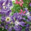 Collection Les Inattendues 2 Collection Les Inattendues -Plantes De Jardin clematite coll inattendues 681315 1