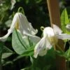 Clématite - Clematis Integrifolia Alba -Plantes De Jardin clematite integrifolia alba 681430 1