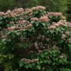 Arbre De La Chance - Clerodendrum Trichotomum, Clérodendron 2 Arbre De La Chance - Clerodendrum Trichotomum, Clérodendron -Plantes De Jardin clerodendrum trichotomum clerodendron 9559 1 1