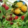 Collection 2 Framboisiers Bio -Plantes De Jardin collection 2 framboisiers bio marastar golden everest 15338 1