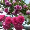 Collection 2 Rosiers Grimpants Roses 1 Collection 2 Rosiers Grimpants Roses -Plantes De Jardin collection 2 rosiers grimpants roses 86025 1