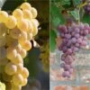 Collection 2 Vignes Fragola - Raisin Fraise -Plantes De Jardin collection 2 vignes fragola 87110 1