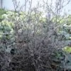 Corokia Cotoneaster 1 Corokia Cotoneaster -Plantes De Jardin corokia cotoneaster 7804 1