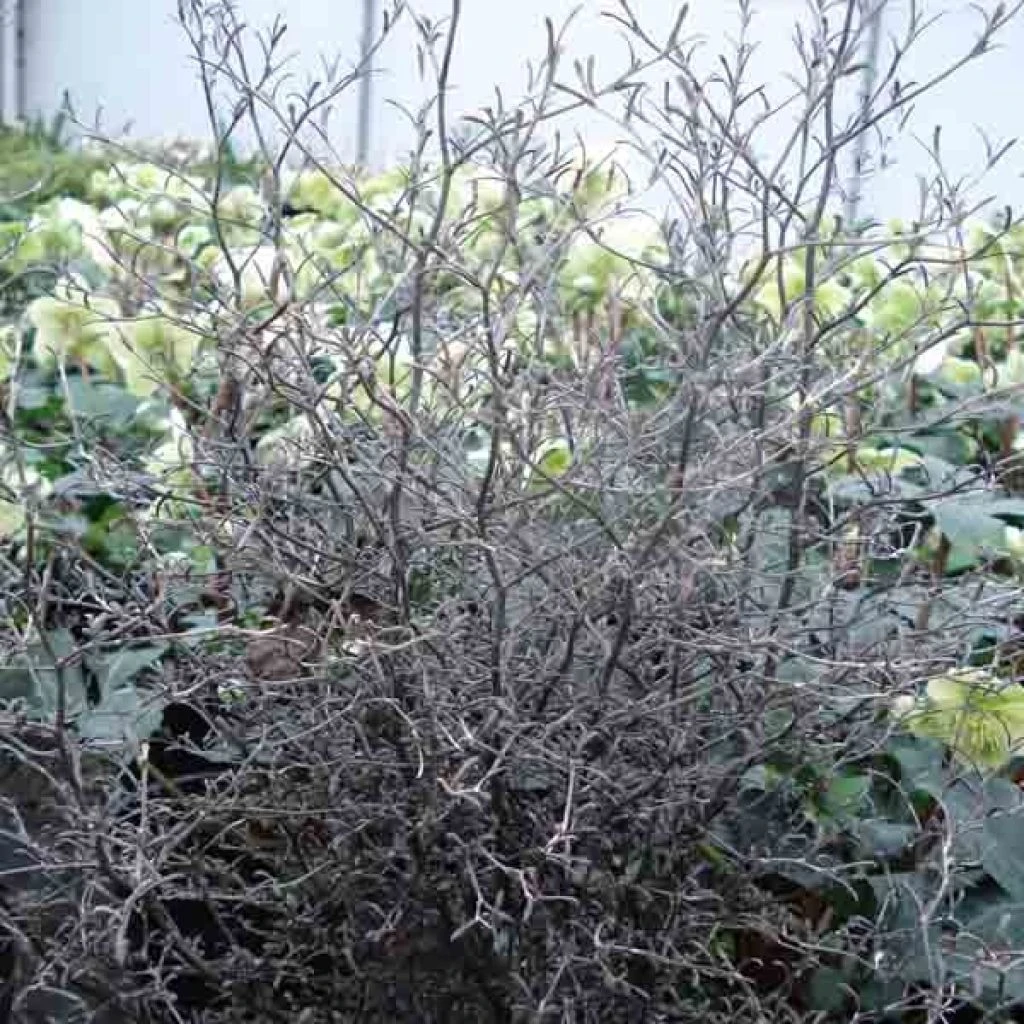 Corokia Cotoneaster 3 Corokia Cotoneaster