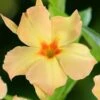Dipladenia Diamantina Emerald Amber Star -Plantes De Jardin dipladenia diamantina emerald amber star if 19667 1