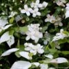 Duo Chic - Clématite Montana Et Actinidia 1 Duo Chic - Clématite Montana Et Actinidia -Plantes De Jardin duo chic clematite montana et actinidia 85537 1