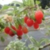 Goji Gojidelys - Lycium Barbarum -Plantes De Jardin gojidelys 16718 2