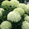 Hortensia Arborescens BellaRagazza Limetta