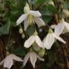 Clématite - Clematis Cirrhosa Jingle Bells 2 Clématite - Clematis Cirrhosa Jingle Bells -Plantes De Jardin ilex aquifolium silver queen 87278 1