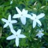 Jasmin Des Açores - Jasminum Azoricum -Plantes De Jardin jasminum azoricum 83639 5