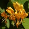 Chevrefeuille X Brownii Golden Trumpet -Plantes De Jardin lonicera golden trumpet 771572 1