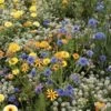 Mélange De Fleurs Pour Prendre Soin Des Auxiliaires -Plantes De Jardin melange auxiliaire de culture 70010