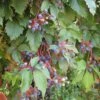 Vigne Vierge - Parthenocissus Quinquefolia -Plantes De Jardin parthenocissus quinquefolia 681458001 1 1