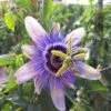 Passiflore Lady Betty Myles Young - Fleur De La Passion Bleue Violet 2 Passiflore Lady Betty Myles Young - Fleur De La Passion Bleue Violet -Plantes De Jardin passiflore lady betty myles young 83654 5