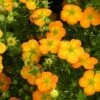 Potentille Arbustive Bella Sol - Potentilla Fruticosa -Plantes De Jardin potentille arbustive bella sol 85478 1