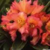 Rhododendron Unique Marmalade - Grand Rhododendron -Plantes De Jardin rhododendron unique marmalade 781750 1