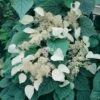 Schizophragma Hydrangeoides Moonlight -Plantes De Jardin schizophragma moonlight 771567 1