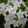 Solanum Jasminoides Album -Plantes De Jardin solanum jasminoides album 491544 3