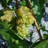 Vigne Muscat Champion -Plantes De Jardin vigne vitis Muscat blanc 771563 1