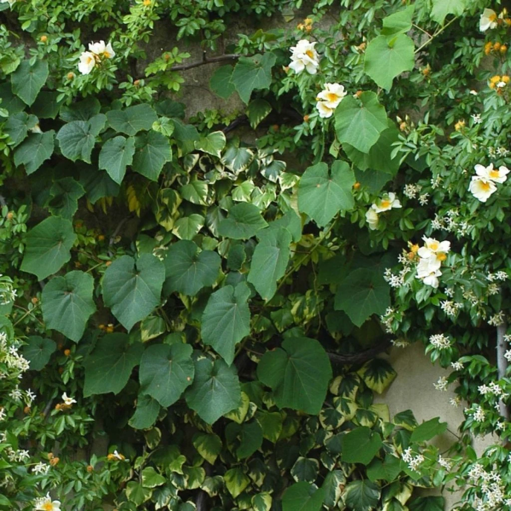 Vigne D'ornement - Vitis Coignetiae 3 Vigne D'ornement - Vitis Coignetiae