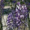 Glycine Du Japon - Wisteria Floribunda Domino Ou Issai 1 Glycine Du Japon - Wisteria Floribunda Domino Ou Issai -Plantes De Jardin wisteria floribunda domino 771557 1