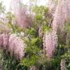 Glycine Du Japon - Wisteria Floribunda Honbeni (Rosea, Pink Ice) 2 Glycine Du Japon - Wisteria Floribunda Honbeni (Rosea, Pink Ice) -Plantes De Jardin wisteria floribunda rosea 771556 1