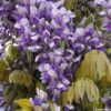 Glycine Grande Diva Nathalie - Wisteria (x) Venusta -Plantes De Jardin wisteria nathalie if minier16059 1